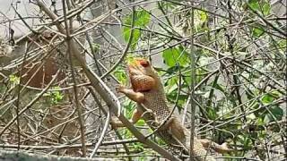 Calotes Versicolor  Indian Tree Lizard [upl. by Zellner]