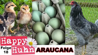 Araucana Hühner im Rasseportrait bei HAPPY HUHN E18  Eier Küken Farbschläge Zucht Geschichte [upl. by Tigges]