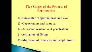 BSc PartI Developmental Biology  Fertilization Pt1 [upl. by Sheela441]