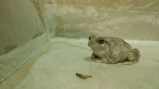 CEDAR THE TREE FROG EATING A FREEZE DRIED CRICKET DRUMSTICK 03252022 [upl. by Atsocal]