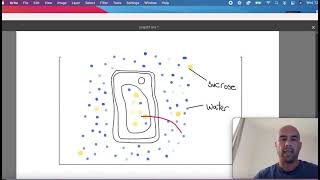 32 8 Plant cell immersed in hypotonic solution  turgid  in under two minutes [upl. by Sharron]