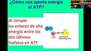 Metabolismo de la glucosa degradación aerobica y anaeróbica de la glucosa [upl. by Dori]