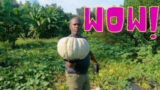 Jarrahdale pumpkin Last years crop VID22 [upl. by Capps]