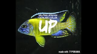 HELPING AFRICAN CICHLIDS COLOR UP  aquarium hints amp tips [upl. by Kiran]