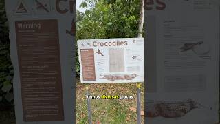 Crocodilos na Austrália [upl. by Dilks]