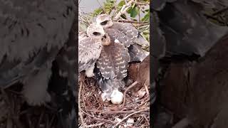 Blackshouldered kite Baby Birds happy to see food arriveEp31 [upl. by Afatsuom]