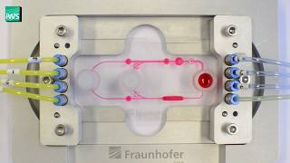 Microphysiological system for parrallel culture of different organoids [upl. by Annaed]