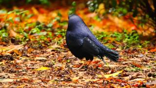 Satin Bowerbird Ptilonorhynchus violaceus ♂  Seidenlaubenvogel 1 [upl. by Maddalena]