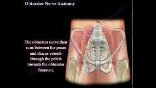 Obturator Nerve Anatomy  Everything You Need To Know  Dr Nabil Ebraheim [upl. by Odarnoc225]