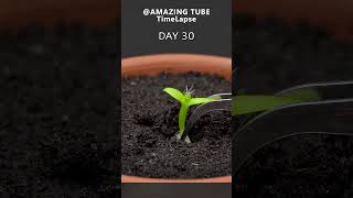 Growing Dragon Fruit Cactus  Time Lapse [upl. by Scarrow]