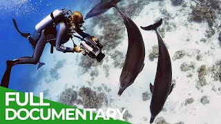 Adopted by Dolphins  A Unique Underwater Journey  Free Documentary Nature [upl. by Conn]