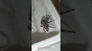 8 കണ്ണൻ 8 കാലി ❗ Plexipus Paykulli  Jumping spider  waterman spider waterman pets [upl. by Gere786]