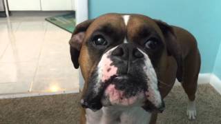 Dog with Attitude Whines at Owners [upl. by Imogene]