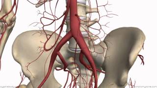 Inferior Mesenteric Artery  Anatomy Tutorial [upl. by Dnomsad]