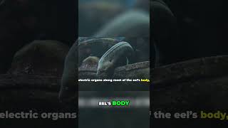 Unlocking the Secrets of the Electric Eels Shocking Abilities [upl. by Anairam69]