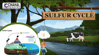 Sulfur Cycle for IASUPSC Civil Services Exam Environment Simplified [upl. by Cardinal]