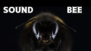 Sonido de ABEJA ZUMBANDO relajante 2 minutos🐝🐝🐝 [upl. by Nitsirk]