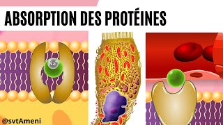 Absorption des protéines  Mécanisme de labsorption  Voie de labsorption des protéines [upl. by Balkin]