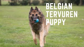 Belgian Tervuren Puppy Growth Stages [upl. by Iasi]