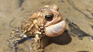 American toad calling sounds [upl. by Atterg]