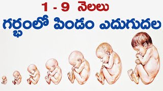 Fetus growth in womb  pregnancy baby growth in telugu  pregnancy 1 to 9 months  week by week [upl. by Ayres182]