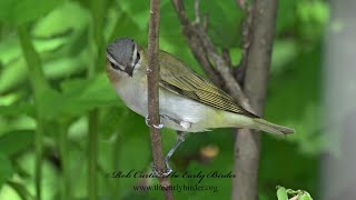 Vireo olivaceus REDEYED VIREO compilation 9087368 [upl. by Esirehs]