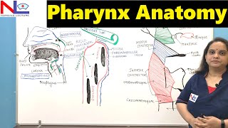 Pharynx Anatomy  Nasopharynx Oropharynx amp Laryngopharynx  GI Tract  Digestive system [upl. by Gillead958]