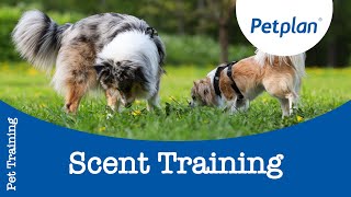 Teaching Your Dog Scent Training [upl. by Hanid176]