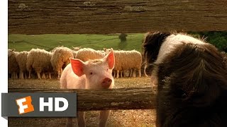 Babe the New Sheepdog  Babe 49 Movie CLIP 1995 HD [upl. by Lot]