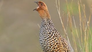 francolin voice Francolinus pictus voice [upl. by Nileuqay]