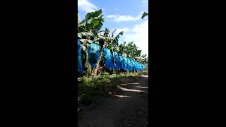 Acarreo de fruta de banano con la araña o tractor aéreo [upl. by Lowell]