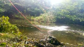 raking out a secret swim River Wensum  prebaiting ready for tomorrow fishing fish tench [upl. by Suter]