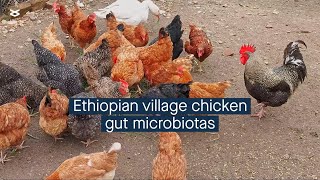 Altitude and local ecological factors impact the gut microbiota of indigenous chickens in Ethiopia [upl. by Nykal]