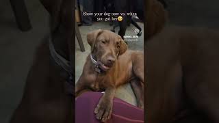 Our Chesapeake Bay Retriever puppy is now 6 months old puppies dont keep 🥹 [upl. by Lauer]