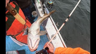 Eastmans Fishing Fall Trip 2023  Final COD of the season [upl. by Iahcedrom]