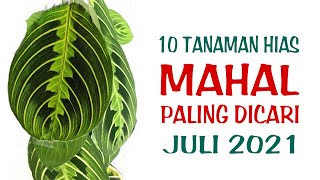 10 Tanaman Hias Mahal Paling Dicari Di Bulan Juli 2021 [upl. by Odnavres]