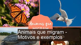 20 ANIMAIS QUE MIGRAM  Motivos exemplos [upl. by Ja656]