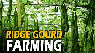 Ridge Gourd Farming  Ridge Gourd Cultivation  How To Grow Ridge Gourd from Seed at Home [upl. by Liesa208]