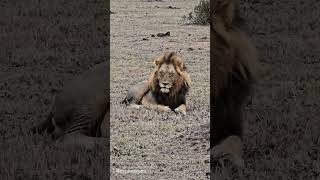 Dark Mane Gijimas Males lion leon wildlife wildanimals nature shorts bigcat photo [upl. by Atika814]