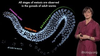 Abby Dernburg UC Berkeley  LBNL  HHMI Part 1 Meiosis an Overview [upl. by Akimad]