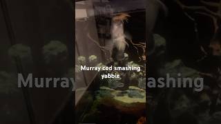 Murray cod smashing yabbie [upl. by Eggett]