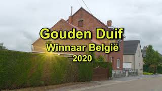 GOUDEN DUIF BELGIE 2020 Michel Lossignol [upl. by Eiralam]