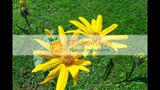 Inulin Helianthus tuberous LJerusalem artichoke powder Chicory Root Extractbenefits [upl. by Neelat]