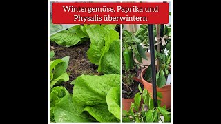 Wintergemüse Paprika und Physalis überwintern [upl. by Linn]