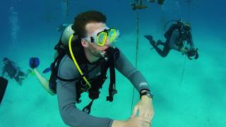 Oris Staghorn Restoration Limited Edition Coral Restoration in the Florida Keys 2017 [upl. by Telford164]