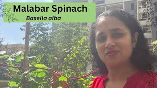 MALABAR SPINACH even for amateur gardeners Basella Alba plantlover veggiegarden gardeningtips [upl. by Sabina]