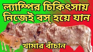 ল্যাম্পি স্কিন ডিজিজ এর চিকিৎসা। lumpy skin disease treatmentbengali cow farmbangla agriculture [upl. by Lletram]