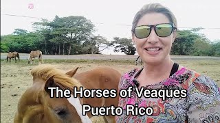 Horses of The Island of Vieques Puerto Rico  The Island of Wild Horses [upl. by Ahsart]