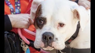 LIVE Adoptable 90 Pound Bulldog Thinks She’s A Lap Dog  The Dodo Live [upl. by Allegna]