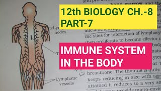 Class 12 biology chapter 8part 7Immune system in the bodyStudy with Farru [upl. by Sperry]